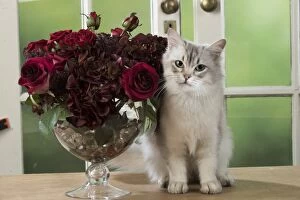 Bowl Gallery: Cat Tiffanie, Chocolate Silver, on a table with roses