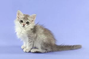 Images Dated 4th September 2014: CAT Tiffanie kitten (7 weeks old )