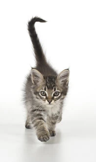 Images Dated 20th July 2017: CAT. Tiffanie Kitten 7 weeks old, ( black mackeral tabby )
