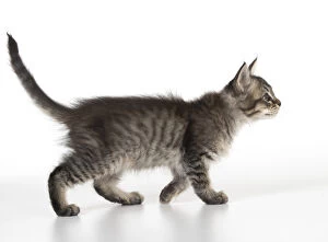 Images Dated 20th July 2017: CAT. Tiffanie Kitten 7 weeks old, ( black mackeral tabby )