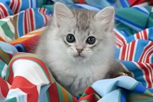 Images Dated 30th July 2014: CAT Tiffanie kitten (8 weeks old ) on colourful fabric