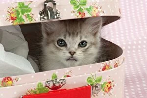 Images Dated 30th July 2014: CAT Tiffanie kitten (8 weeks old ) with a pink case