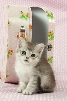 Images Dated 30th July 2014: CAT Tiffanie kitten (8 weeks old ) with a pink case
