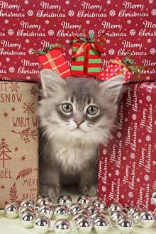 Images Dated 3rd February 2020: CAT. Tiffanie kitten( blue shaded ) in Christmas setting Date: 22-Jan-18