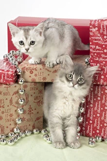 Burmillas Gallery: CAT. Tiffanie kitten( blue shaded ) in Christmas