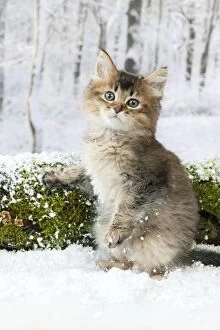 Images Dated 9th January 2013: CAT - Tiffanie kitten sitting in front of log in snow