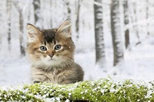 Images Dated 9th January 2013: CAT - Tiffanie kitten sitting behind log in snow