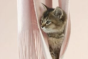 Images Dated 9th January 2013: CAT - Tiffanie kitten sitting in pink blanket hammock