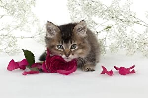 Images Dated 9th January 2013: CAT - Tiffanie kitten sitting with pink rose surrounded