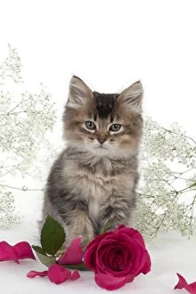 Images Dated 9th January 2013: CAT - Tiffanie kitten sitting with pink rose surrounded