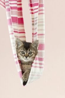 Images Dated 9th January 2013: CAT - Tiffanie kitten sitting in pink stripey blanket