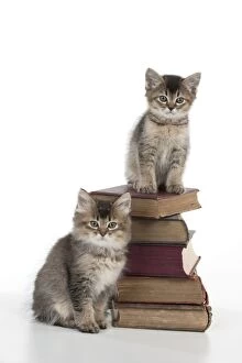 Images Dated 9th January 2013: CAT - Tiffanie kitten sitting on stack of books