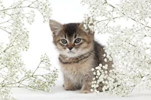 Images Dated 9th January 2013: CAT - Tiffanie kitten sitting surronded by gypsophilia