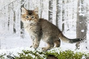 Images Dated 9th January 2013: CAT - Tiffanie kitten standing on log in snow