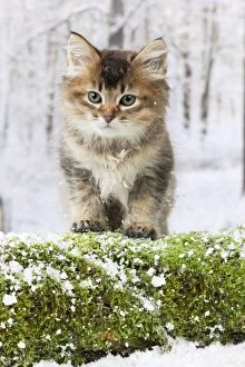 Images Dated 9th January 2013: CAT - Tiffanie kitten standing on top of log in snow