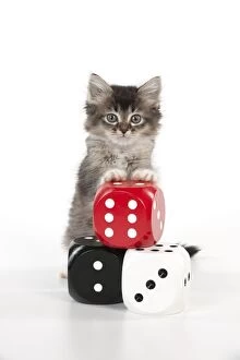Images Dated 9th January 2013: CAT - Tiffanie kitten standing on stack of dice (6 weeks)