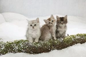 Images Dated 27th February 2013: CAT - Tiffanie kittens sitting together on log in snow