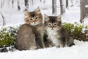 Images Dated 9th January 2013: CAT - Tiffanie kittens sitting in front of log in snow