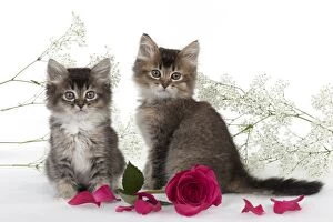 Images Dated 9th January 2013: CAT - Tiffanie kittens sitting with pink rose surrounded