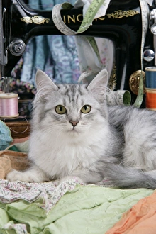 Images Dated 25th January 2008: CAT. Tiffanie with sewing machine