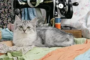 CAT. Tiffanie with sewing machine