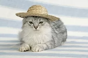 Images Dated 25th January 2008: CAT. Tiffanie wearing a straw hat
