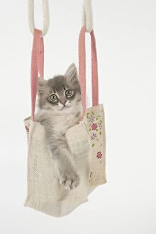 CAT. Tiffannie kitten in a little bag