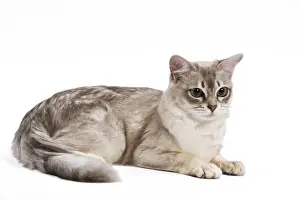 Cat - Tiffany in studio