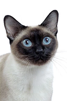 Images Dated 7th February 2014: Cat - Tonkinese