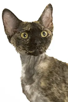 Cat - tortie Devon Rex in studio