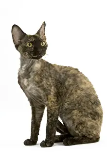 Cat - Tortie-Tabby Devon Rex - Sitting down