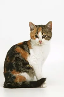 Images Dated 6th January 2005: Cat - tortoiseshell and white