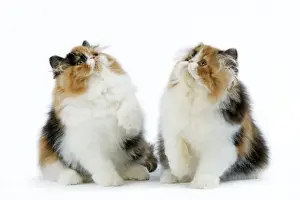 Torties Prints: Cat - Tortoiseshell and White Persian kittens