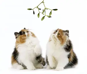 Mistletoe Prints: Cat - Tortoiseshell and White Persian kittens under mistletoe
