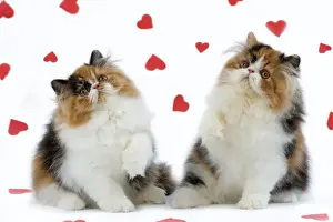 Valentine Prints: Cat - Tortoiseshell and White Persian kittens with red hearts