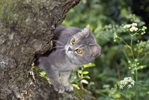 Images Dated 24th March 2011: Cat - up a tree