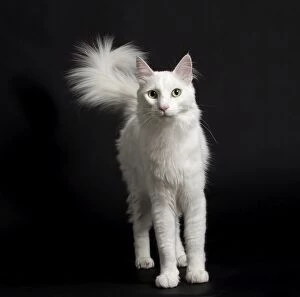 Angora Gallery: Cat Turkish Angora