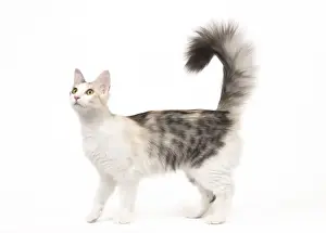 Cat - Turkish Angora - Blacksilver mackerel tortie tabby and white