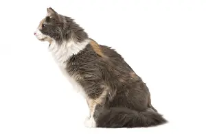 Cat - Turkish Angora - Blue cream & white
