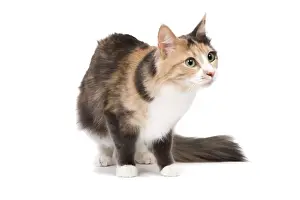 Cat - Turkish Angora - Blue cream & white