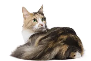 Cat - Turkish Angora - Blue cream & white in studio