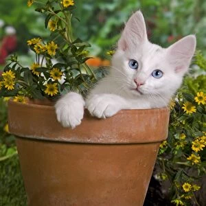 Angora Gallery: Cat - Turkish Angora - in flower pot