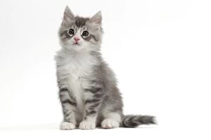 Angora Gallery: Cat - Turkish Angora - kitten