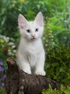 Angora Gallery: Cat - Turkish Angora kitten