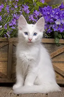 Turkish Angora Kitten Print Baby Art Prints, Posters