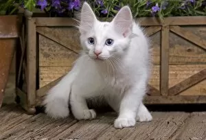 Cat Turkish Angora kitten