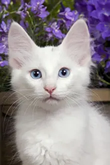 Cat - Turkish Angora kitten