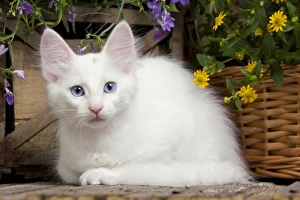 <b class=qtipBold><figcaption>Cat - Turkish Angora kitten</figcaption></b><br><em>© J. M. Labat / ardea.com</em> Cat - Turkish Angora kitten
