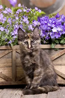 Cute Prints: Cat - Turkish Angora kitten