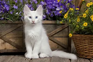 Kitten Prints: Cat - Turkish Angora kitten